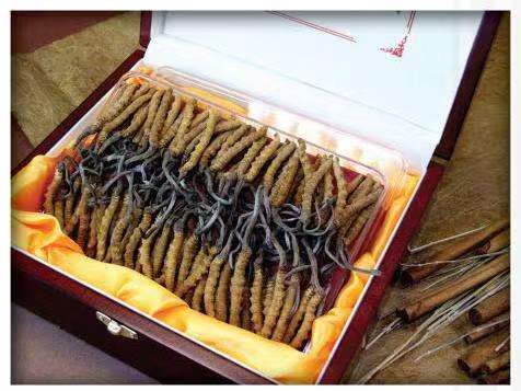 察隅冬虫夏草回收